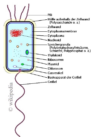 Schema einer Bakterienzelle Schema einer Bakterienzelle
