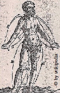 Behandelt wurde die Pest auch durch den Aderlass. Dieser Bildausschnitt aus dem Jahr 1555 zeigt die Krperteile  bzw. Krperseiten auf, die fr den Aderlass geeignet erschienen.